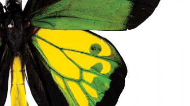 Close-up photo of a black, green, and yellow butterfly specimen from Slater Museum of Natural History