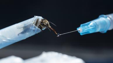 A bee is held still in a tube-like apparatus while a researcher holds a needle-like tool near its head