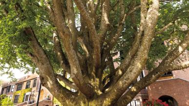 European beech tree on campus