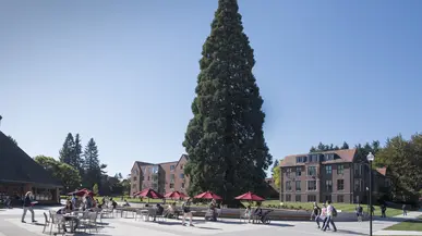 The sequoia near Wheelock Student Center