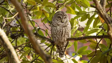 Barred owl on campus