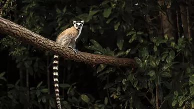 A lemur perched on a branch