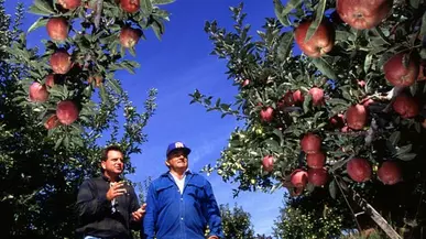 lrg_apple_orchard-wa-us-dept-of-agric-jul-14-14-2.jpg