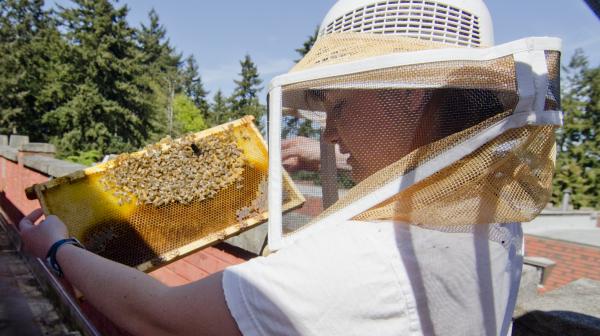 A person looking at a beehive