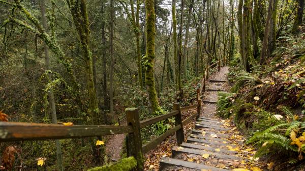 One of Tacoma's many hiking trails
