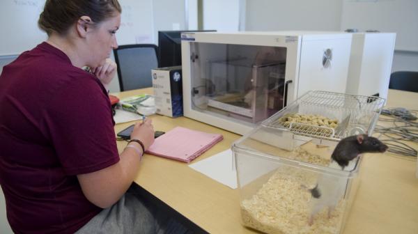 Student works with a rat in the animal training area.