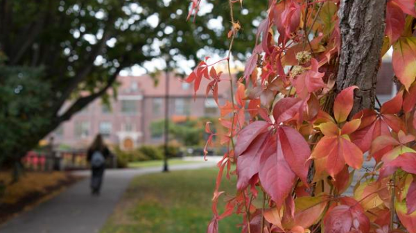 red autumn leaves in foreground of a photo of a student walking along a campus sidewalk