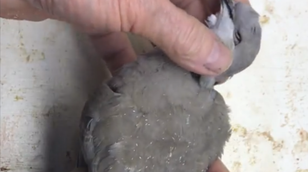 European Collared Dove