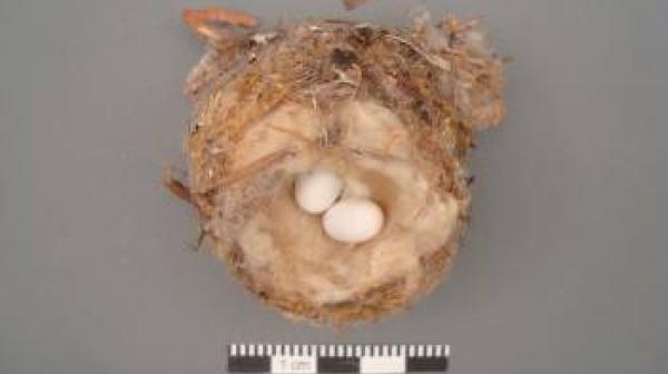 Wild Thing #7: Hummingbird Nest