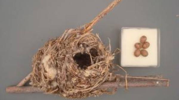 Wild Thing #8: Marsh Wren Nest