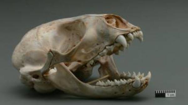 Tooth Sleuth - Harbor Seal Skull