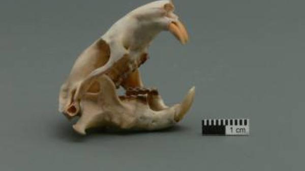 Tooth Sleuth - Mountain Beaver Skull