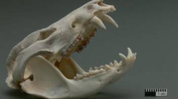 Tooth Sleuth - Oppossum Skull