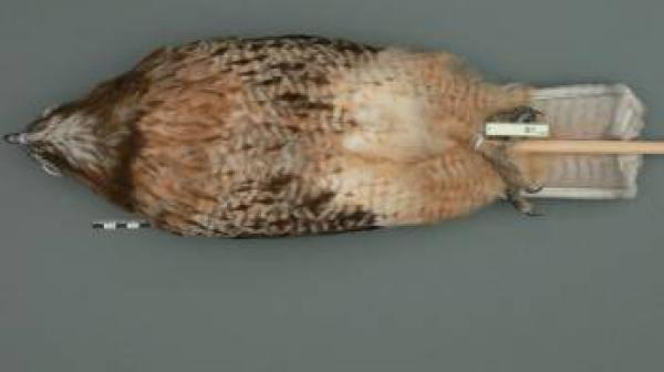 BirdDiversity! - Red-tailed Hawk