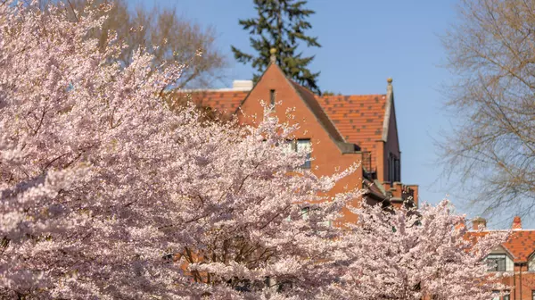 Cherry trees blossoming on campus