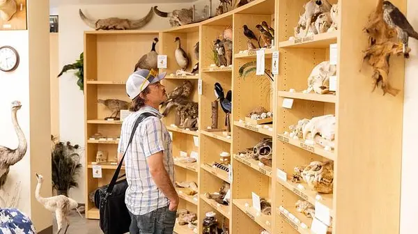 A visitor studies a few of the many specimens available at the Puget Sound Museum of Natural History.