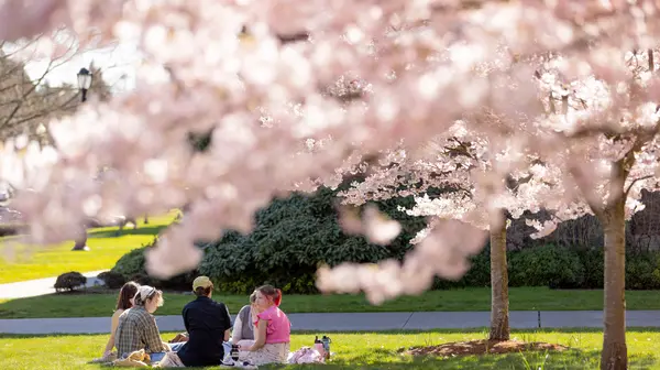 Students chat under the cherry blossoms.