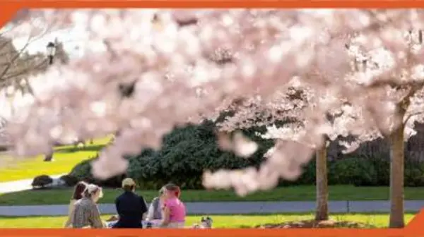 Students relaxing on campus under the cherry trees.