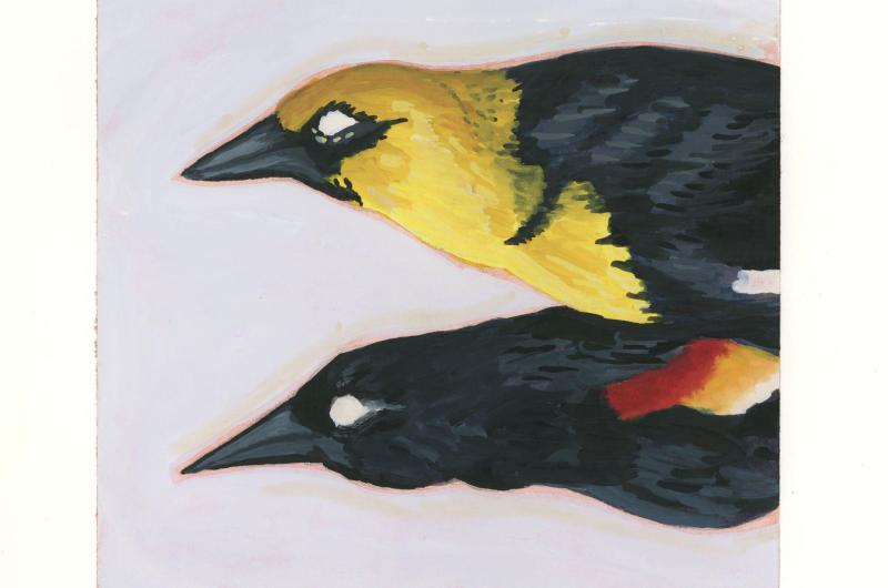 Painting of blackbird study skins