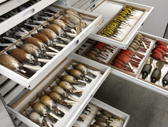 specimen drawers