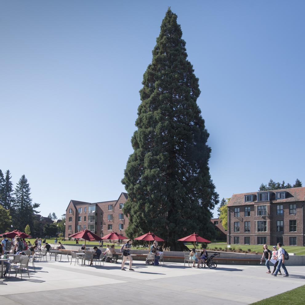 The sequoia near Wheelock Student Center