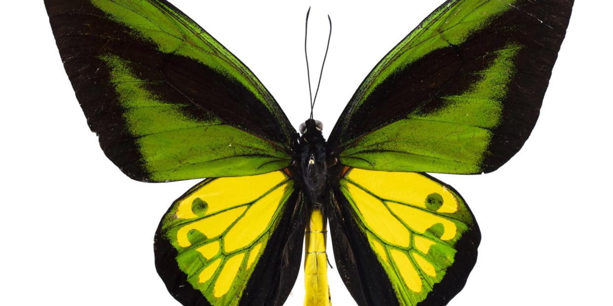 Slater Museum butterfly specimen