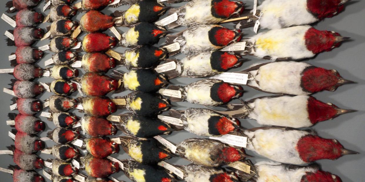 woodpecker specimens