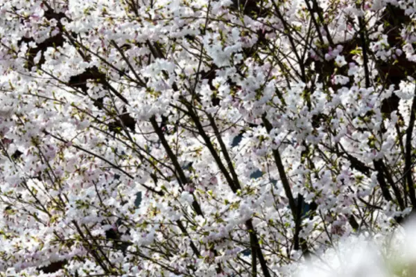 Spring blossoms