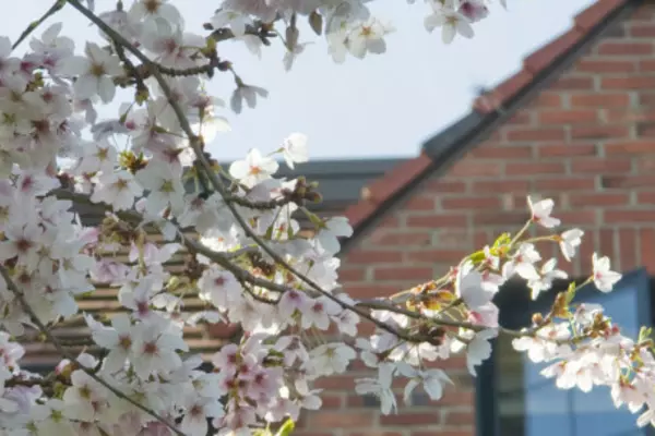 Spring blossoms with brick building roofline