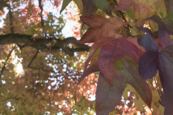 Leaves on a tree branch