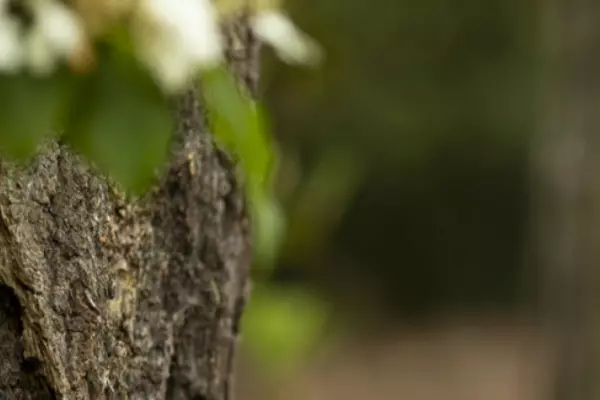 Close up of tree trunk bark
