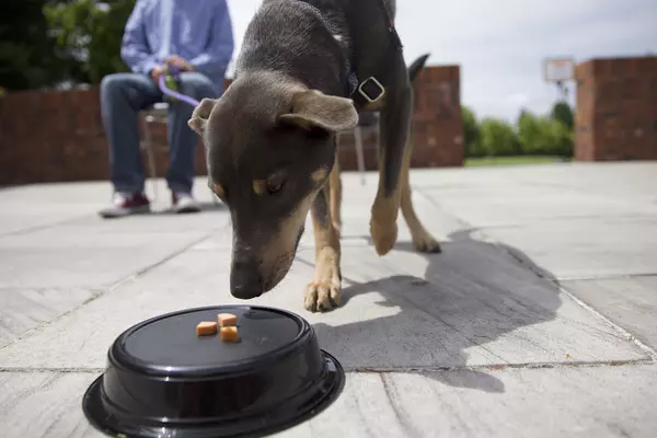 A dog eating a treat off a black dish