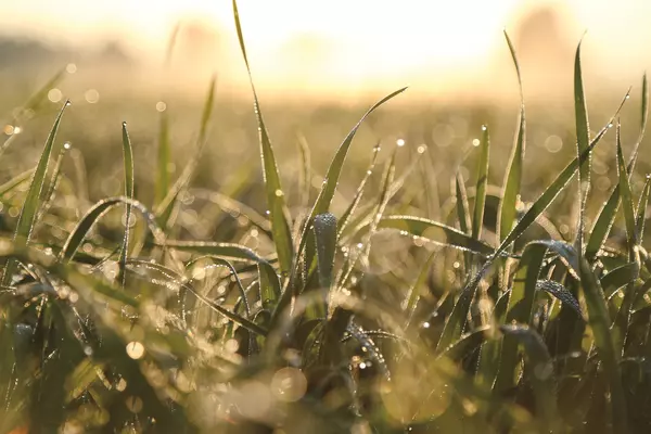 A field of crops at sunset