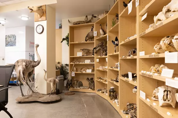 Interior of the Puget Sound Museum of Natural History.