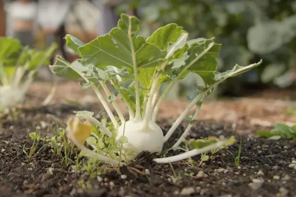 Kohlrabi grows in a local community garden.