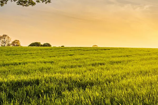 Sunrise over a farm field