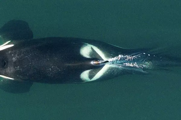 Orca