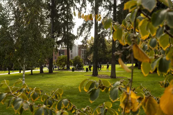 yellow leaves with campus woods in the background.