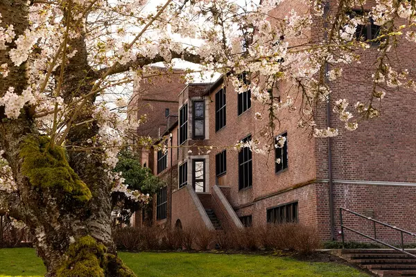 Cherry blossoms bloom with a red brick building in the background. 