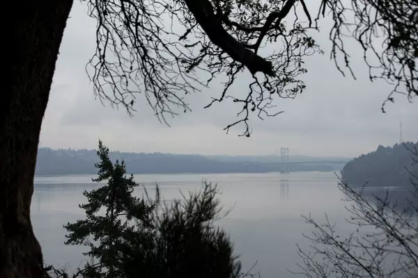 View of the Puget Sound through trees.