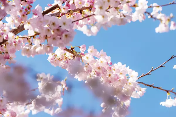 Cherry blossoms on campus