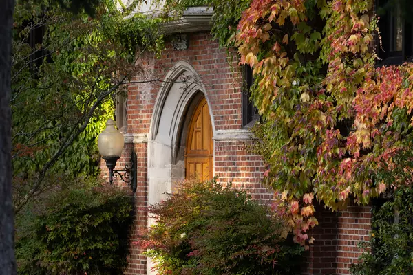 Ivy on brick in the fall.