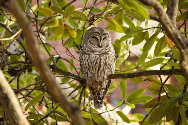 Barred owl on campus