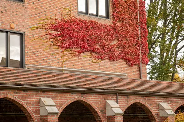 Ivy crawling up a red brick. 