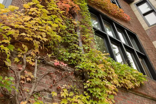 Yellow leaves hang off a branch with a red brick building in the background.