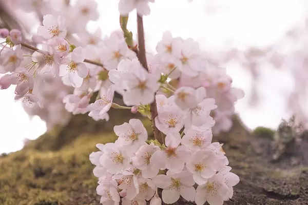 cherry blossom