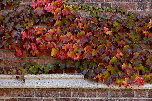 Red ivy grows over brick