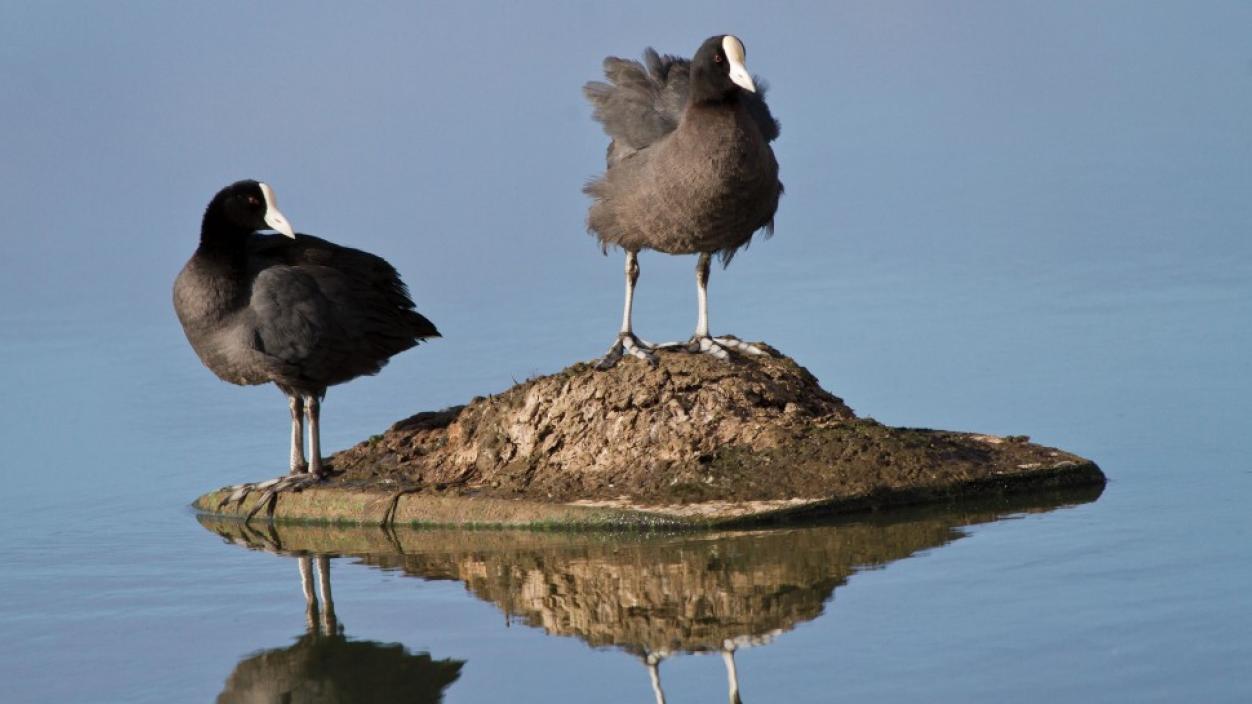 Two birds standing on a rock surrounded by water