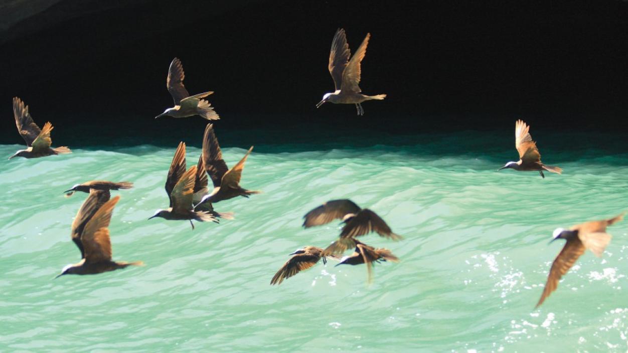 A group of birds flying over water