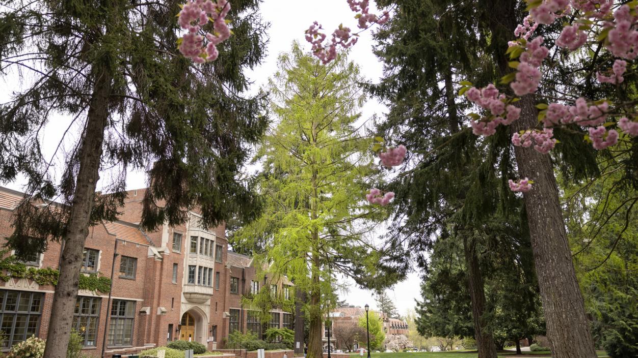 View of trees on Puget Sound campus grounds